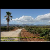 37855 044 014 Fahrt im Wein-Express, Binissalem, Mallorca 2019 - Fotograf Dr. HansjoergKlingenberger.jpg